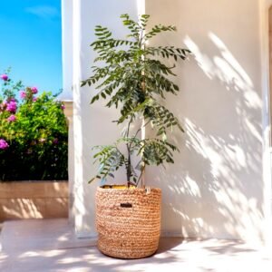 Image showing Jute Planter with plant pot in it